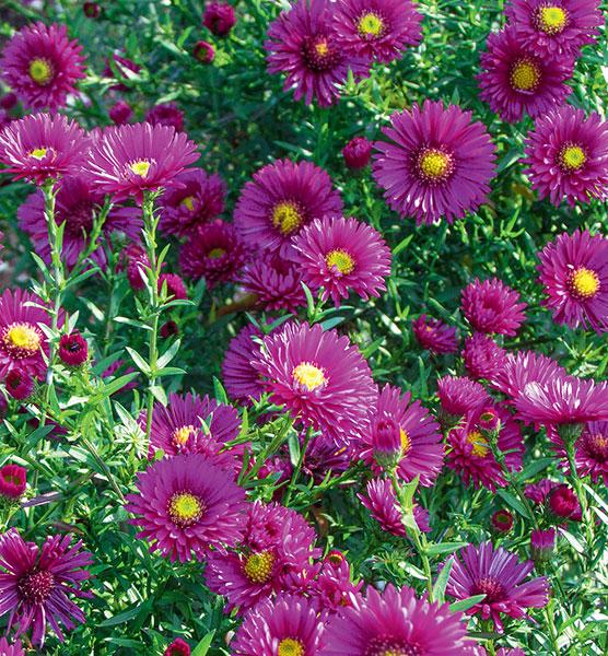 Астра новобілгійська (4), фото 1