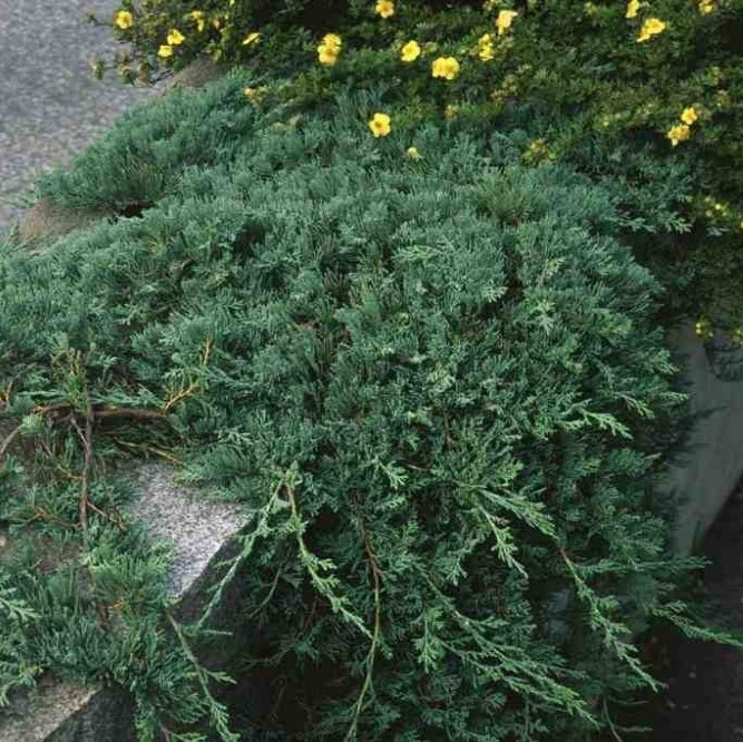 Ялівець грунтопокривний Вілтоні (Wiltonii), ЗКС в горщиках 1.0 л