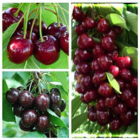 Черешня дерево сад (Гермегідорфська, Великоплідна, Мелітопольська чорна)
