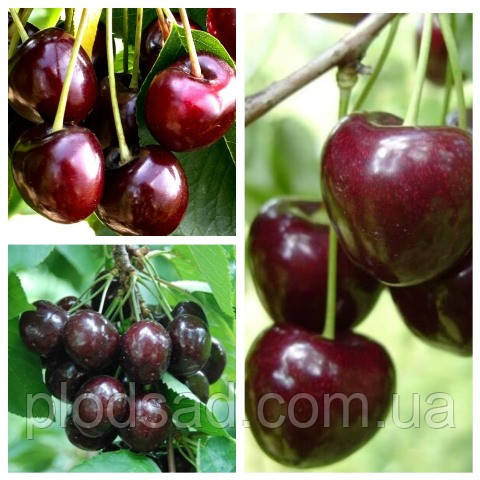 Черешня дерево сад (Бігаро Бурлат, Мелітопольська чорна, Карина)