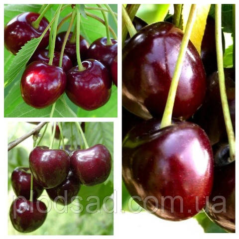 Черешня дерево сад (Бігаро Бурлат, Великаплідна, Карина)