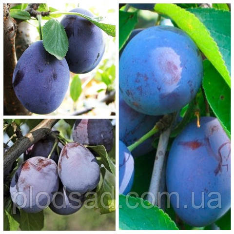 Слива дерево сад (Блюфри, Стенлей, Амерс)