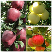 Яблуня дерево сад (Ред Чиф, Пірос, Білий Налив)