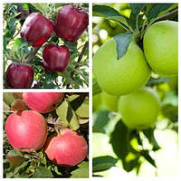 Яблуня дерево-сад (Глостер + Чемпіон + Гренні сміт)