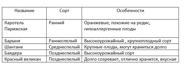 Сорти моркви