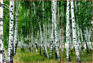 Фотошпалери текстуровані, вінілові Ліс, 250х380 см, fo01inV_fs00035, фото 3