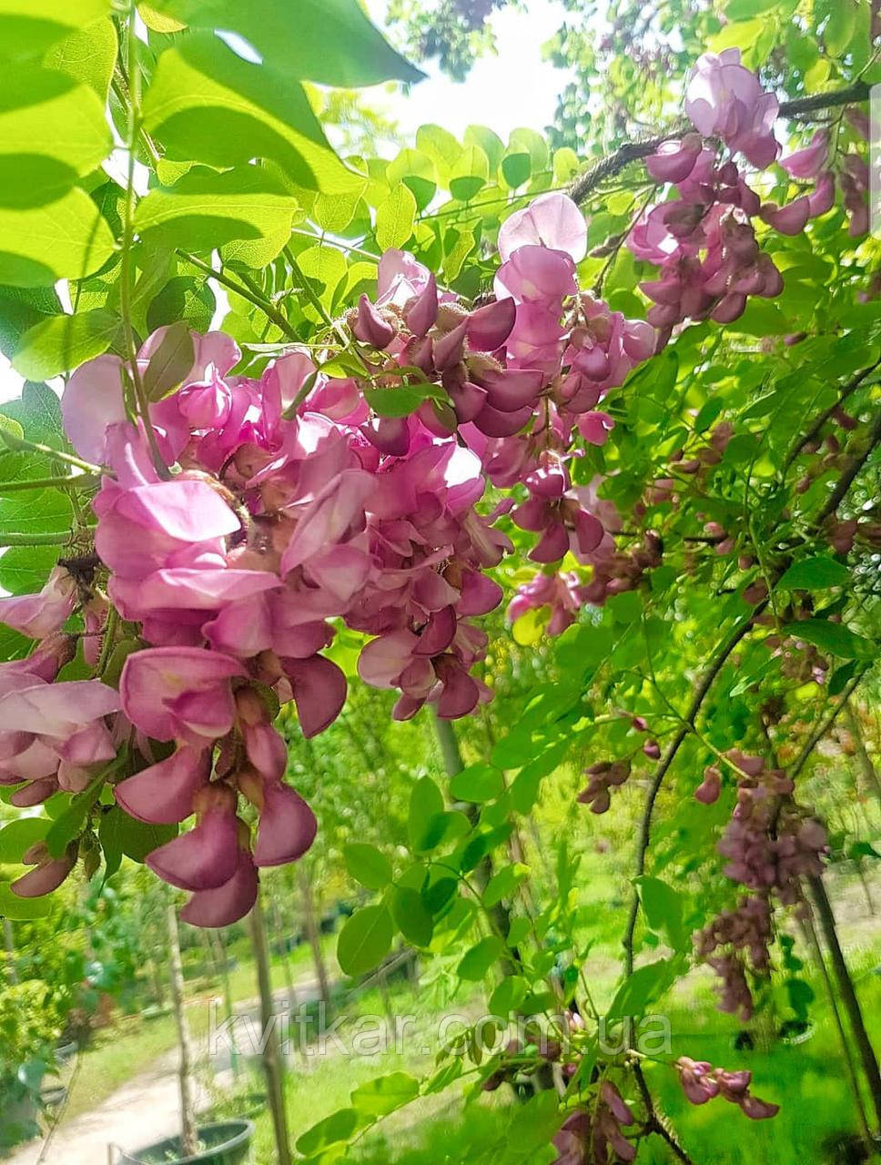 Робиния клейкая Robinia viscosa Vent. C80L 400 (ID#976466859), цена ...