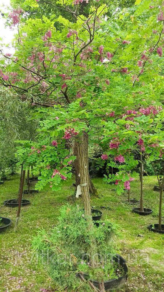 Купить Робиния клейкая Robinia viscosa Vent. C80L 400, цена 5000 ...
