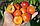 Саджанці абрикоса Цунамі (Tsunami, EA 5016), фото 2