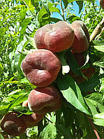 Саджанці інжирного персика Уфо 3 (Ufo-3)