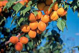 Саджанці абрикоса Харкот (Harcot)