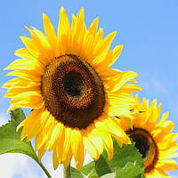 Насіння соняшника