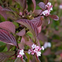 Калина Viburnum bodn. Charles Lamont