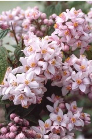 Калина Берквуда Анна Рассел (Viburnum burkwoodii Anne Russell)