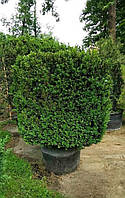 Самшит древовидный BUXUS SEMPERVIRENS 'Arborescences' C 110 h 150 Cubo