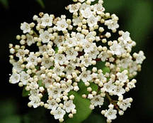 Калина лавролиста Viburnum tinus "Eve Price"