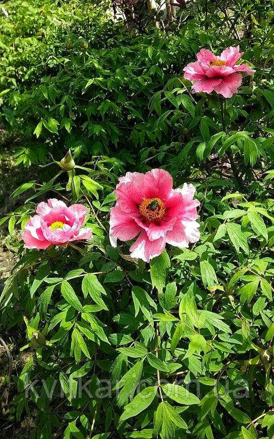 Піон древовидний Paeonia suffruticosa С65L h150, фото 1