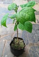 Катальпа. Саджанці в контейнерах Д12.