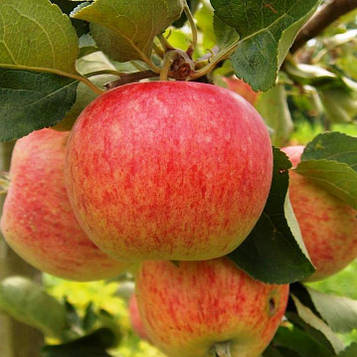 Саджанець яблуні Пірос - літній сорт, солодкий.