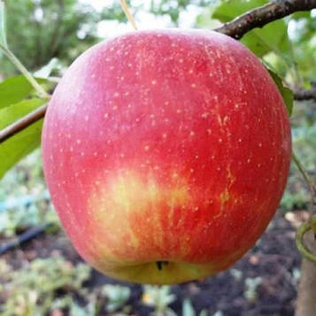 Саджанці яблуні Пинова (Pinova) - пізнього строку, солодка, велика.