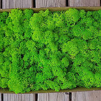 Зелений Стабілізований мох (ягель) 500 г