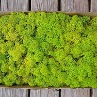 Стабілізований мох (ягель) для декору 500 г