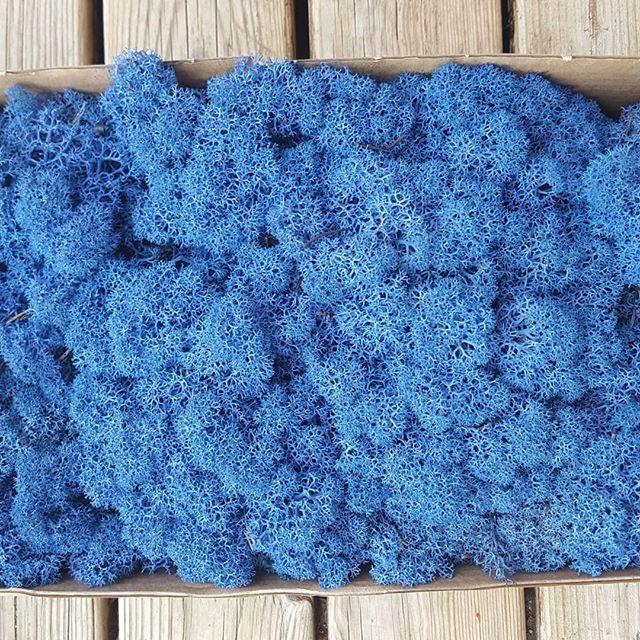 Синій Стабілізований мох (ягель) 500 г