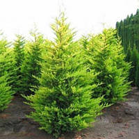 Кипарисовик Лейланда (Cupressocyparis Leylandii) 2 л.