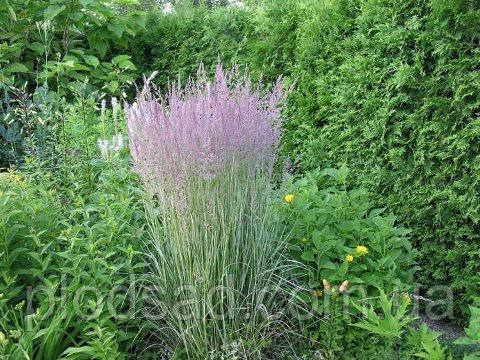 Вейнік гостроцвітковий Овердам