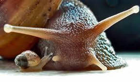 Комбікорми для риб та малюсків