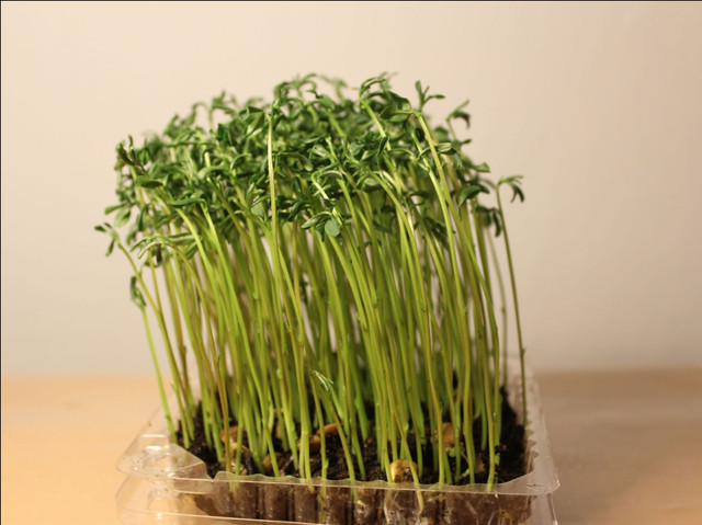 микрозелень чечевица, микрогрин (microgreen)