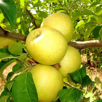 Саджанці яблуні Голден Делішес