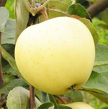 Саджанці яблуні Білий налив - раннєлітній сорт зимостійкий.
