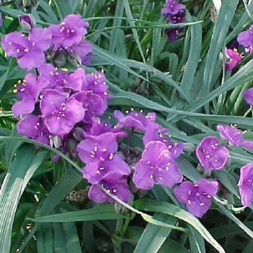 Традесканция садовая Concord Grape - купить по лучшей цене в Интернет ...