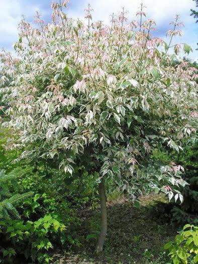 Саджанець клен ясенелистий ряболисті Фламінго на штамбі (0,7-1,5 м), фото 1