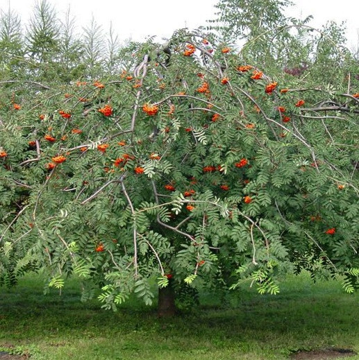 Саджанець горобина плакуча, фото 1