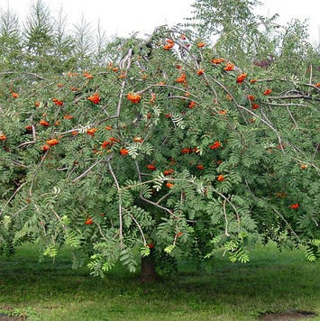 Саджанець горобина плакуча