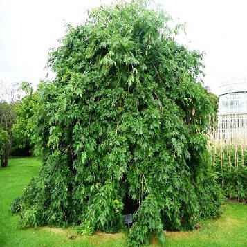 Саджанець ясен плакучий