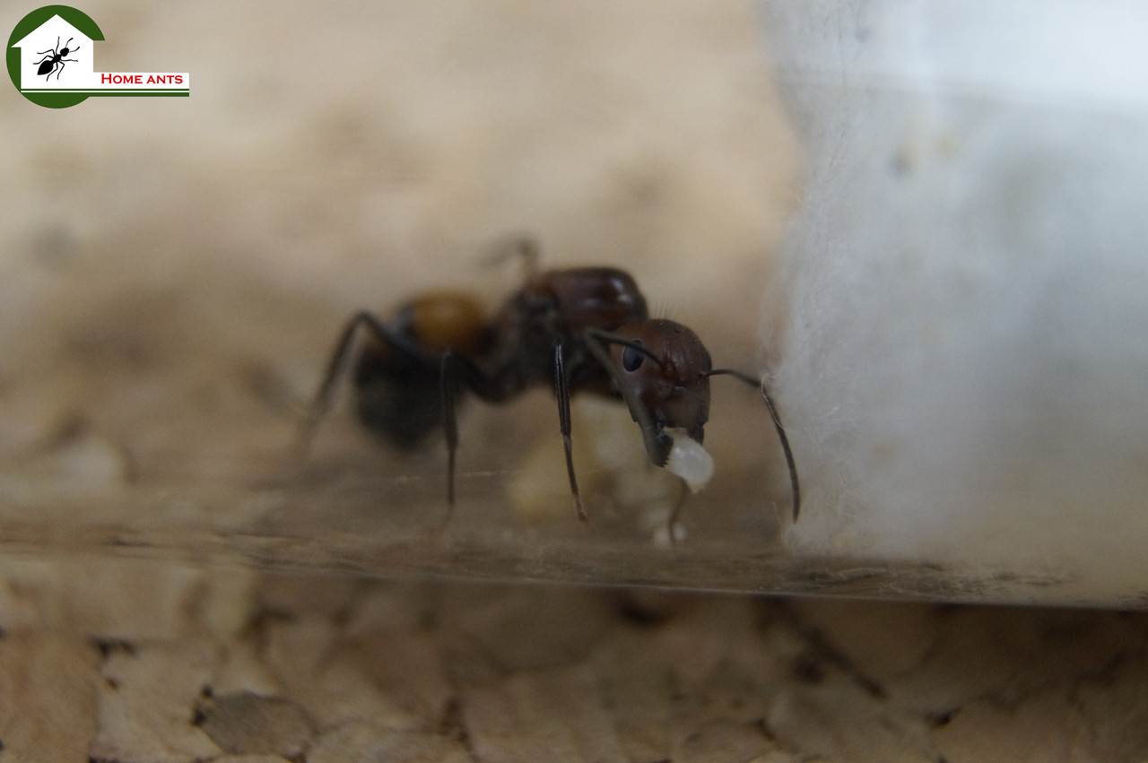 Camponotus nicobarensis, фото 1