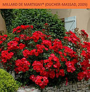 Саджанці троянди "Мілорд де Мартигню", фото 2