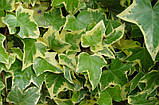 Плющ звичайний Гласієр Р9 (Hedera helix Glacier), фото 3