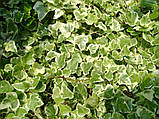 Плющ звичайний Гласієр Р9 (Hedera helix Glacier), фото 4