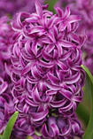 Гіацинт Purple Sensations, фото 3