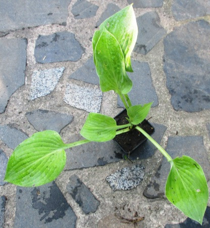 Хоста Birchood Parkys Gold. Одна п0ділка в контейнері 0,5 л., фото 1