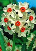 Луковиці багатоквіткових нарцисів Geranium 2 шт.