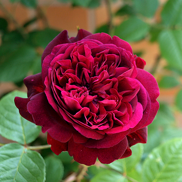 Саджанці англійської троянди Вільям Шекспір 2000 (Rose William Shakespeare 2000)