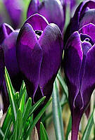 Цибулини Крокусів великоквіткових Negro Boy 7/8