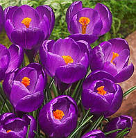 Цибулини Крокусів великоквіткових Flower Record 7/8