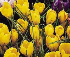 Луковиці Крокусів великобарвних Yellow 7/8