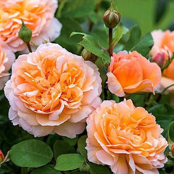 Саджанці англіської троянди Зе Леді Гарденер (Rose The Lady Gardener)